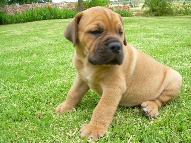 Puppy Area