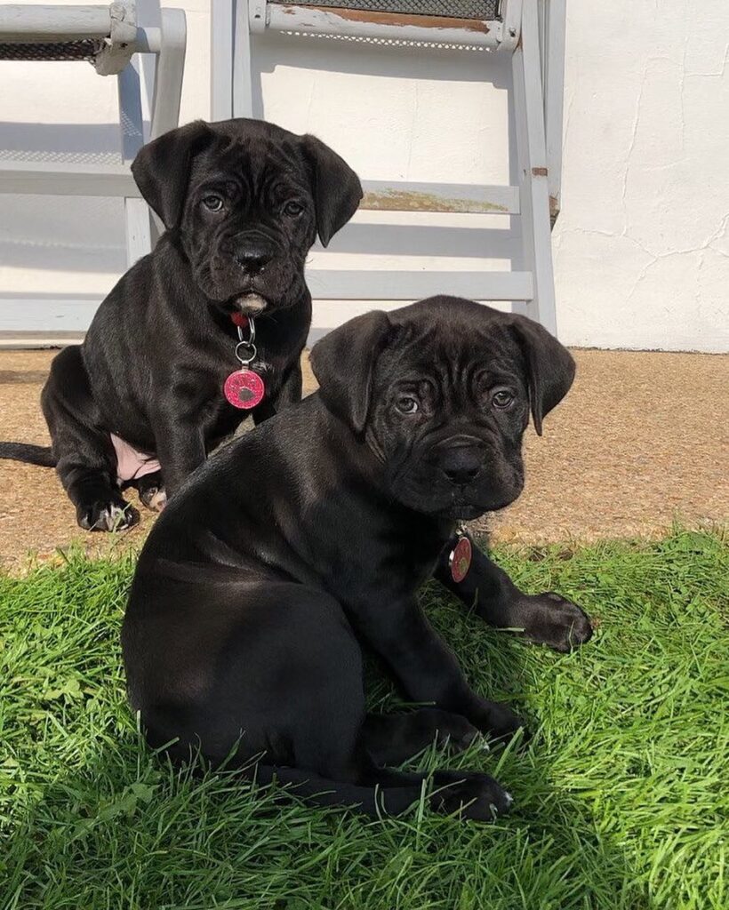 Cane Corso