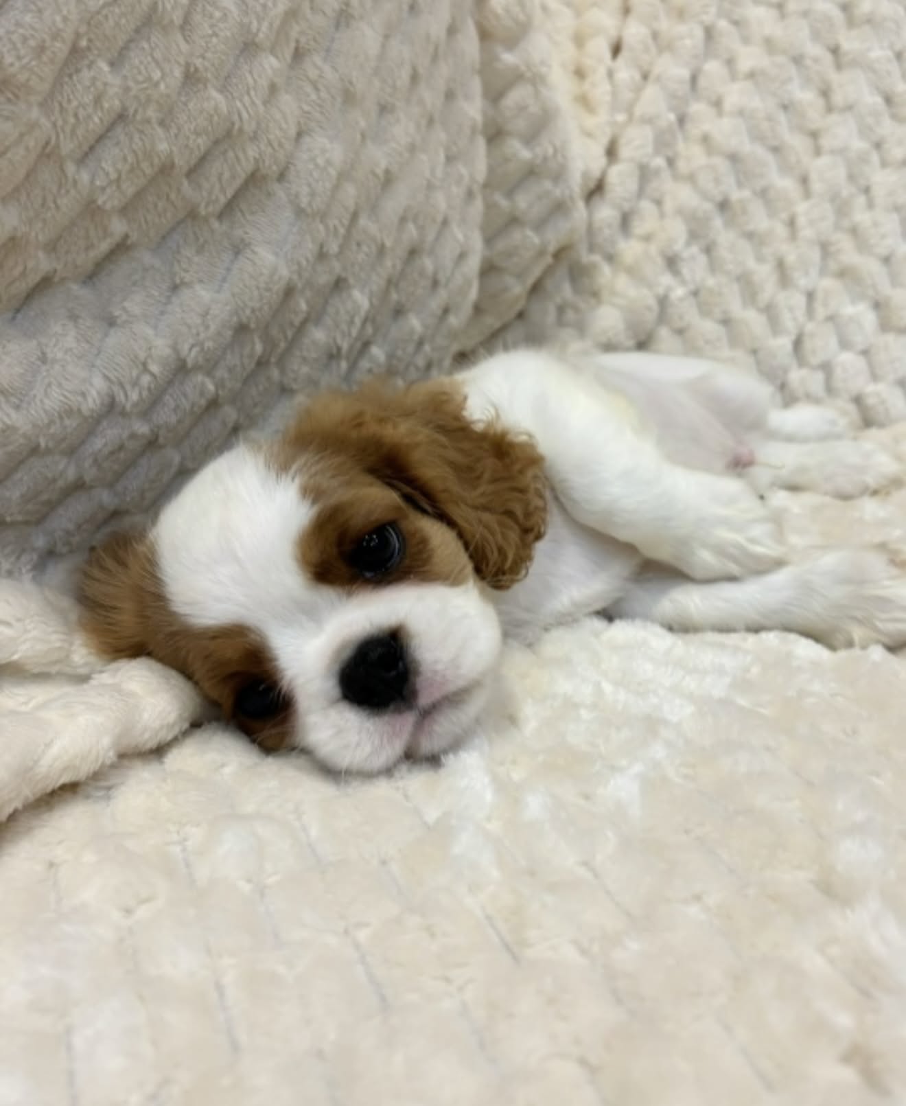 Welcoming a new puppy