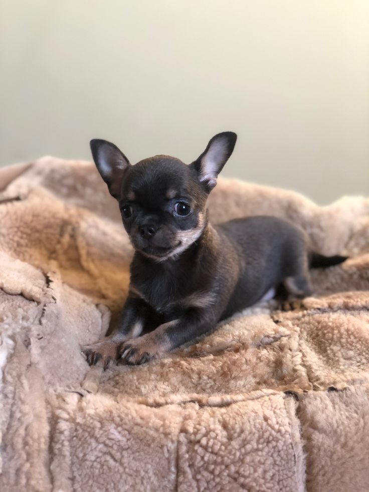 Chihuahua puppy