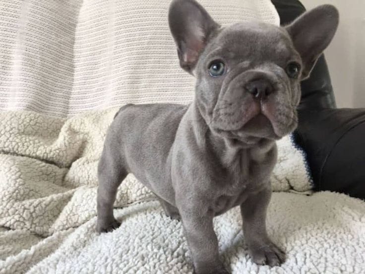 French bulldog