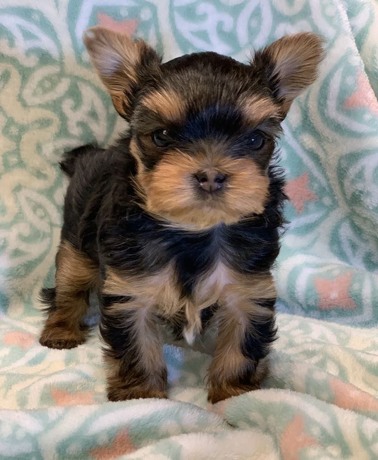 Breeder partner