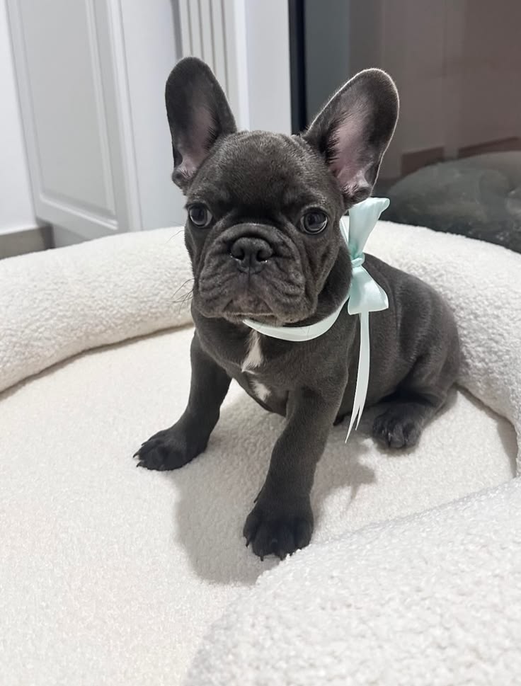 Pure Paw puppy gallery image 6