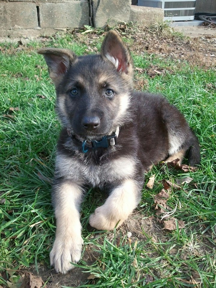 German shepard