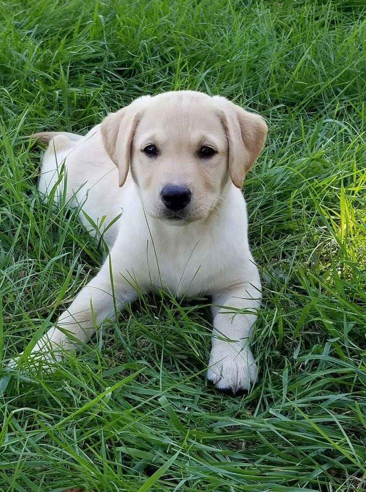 A healthy puppy receiving attentive care