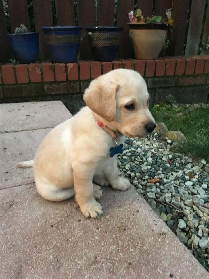 A healthy Pure Paw puppy