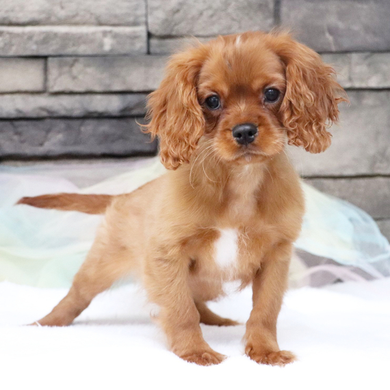 King Charles Spaniel puppy