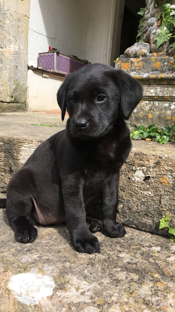 Pure Paw puppy gallery image 1