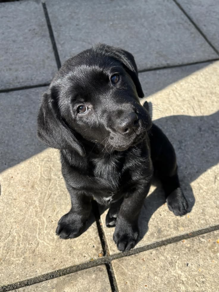 Pure Paw puppy gallery image 3