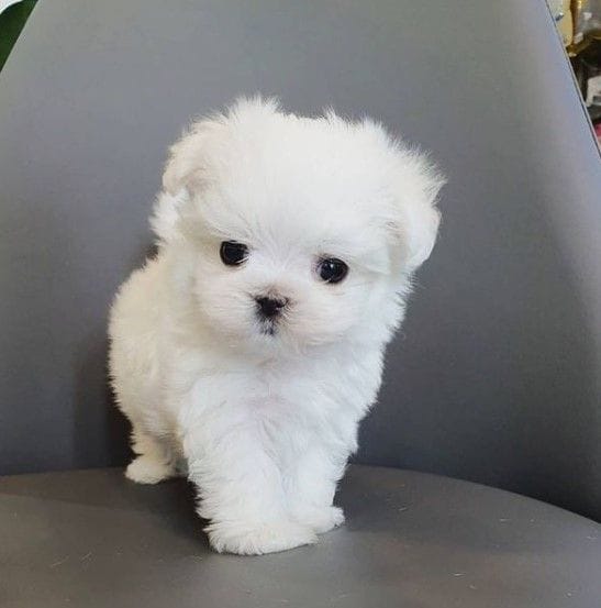 Maltese