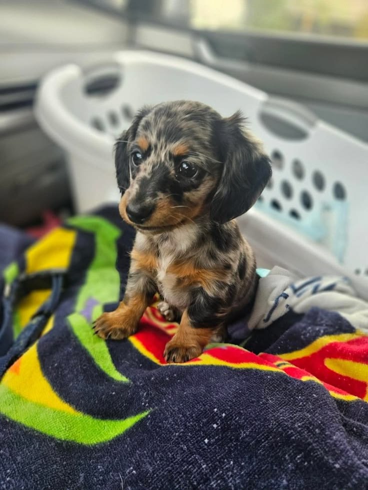 Miniature Dachshund puppy