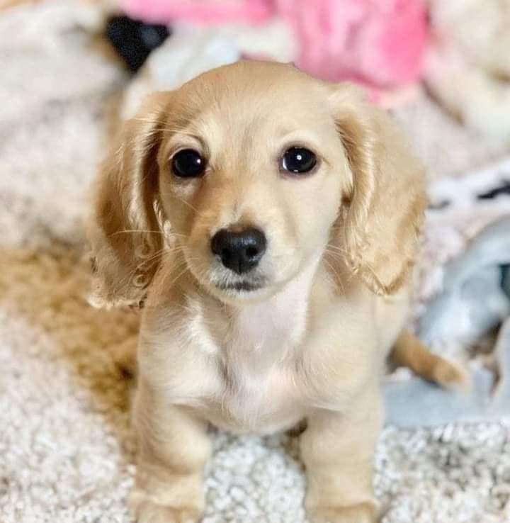 Miniature Daschund
