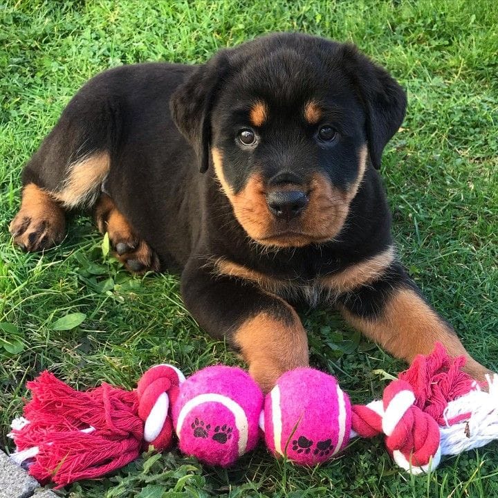 Rottweiler