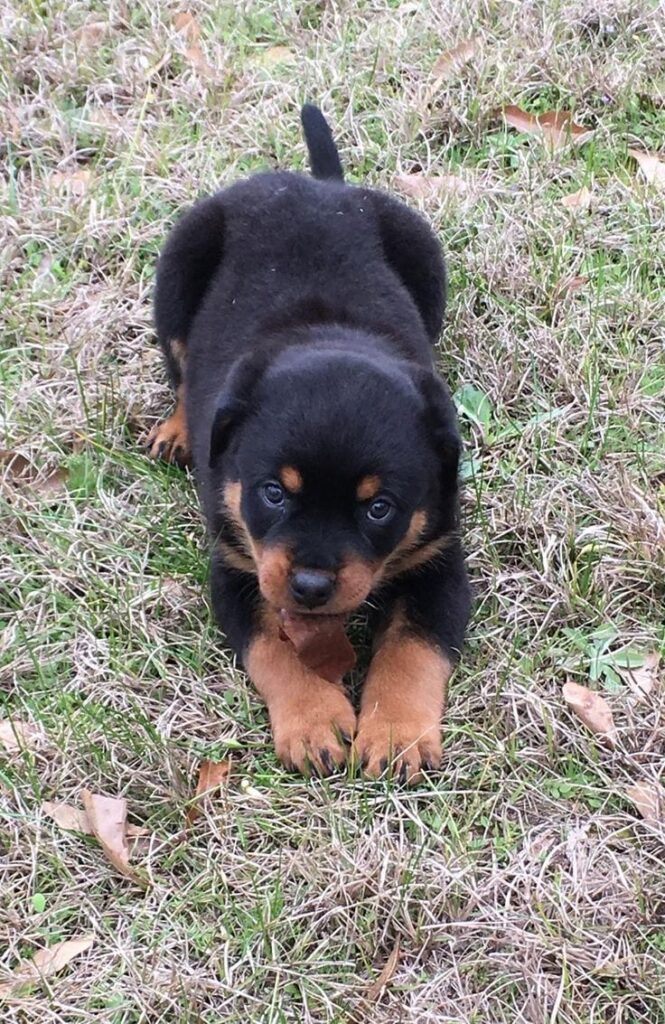 Pure Paw happy puppy moment