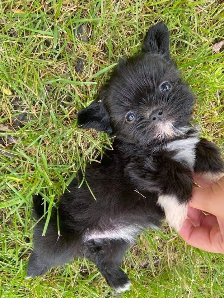Breeder partner