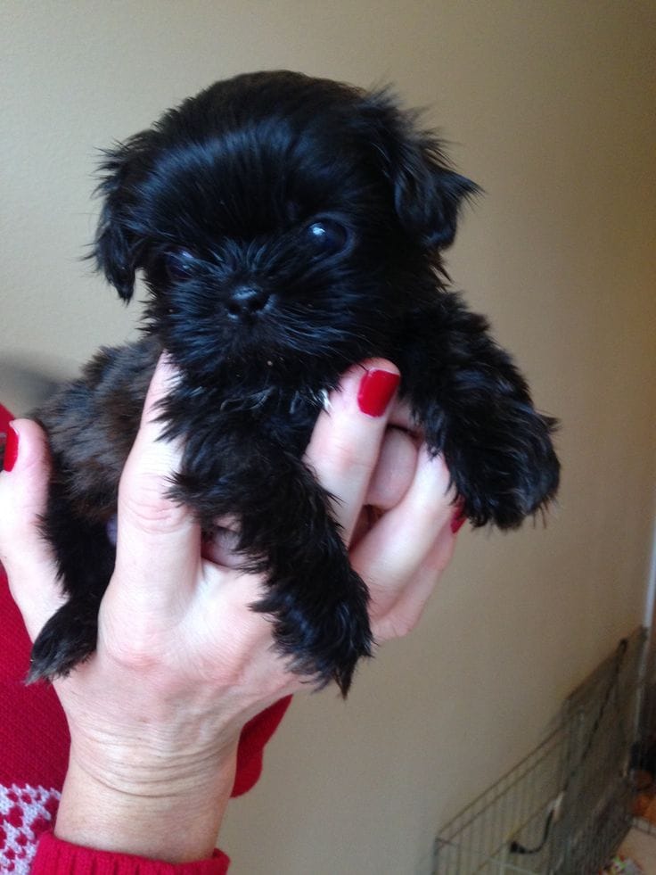 Pure Paw puppy gallery image 12