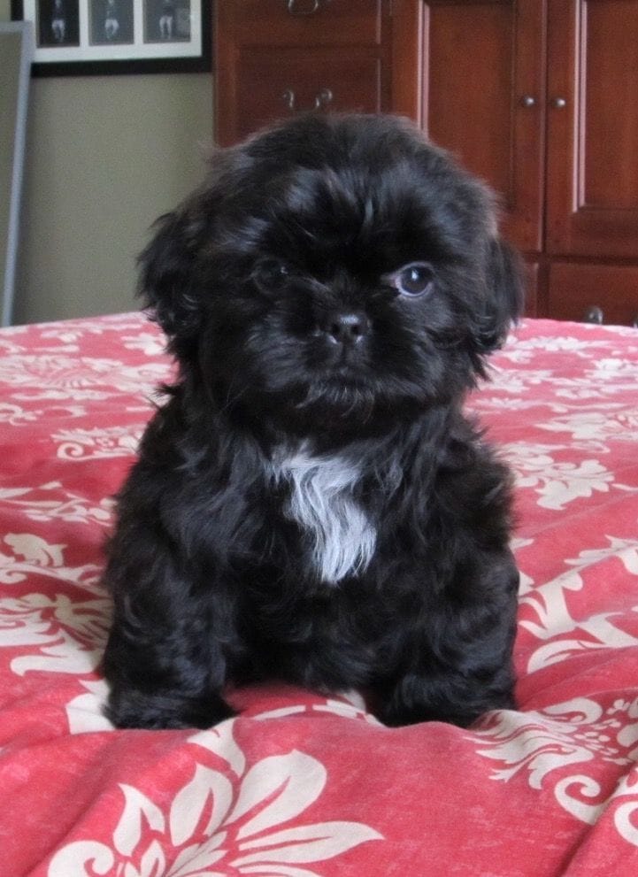 Shih Tzu