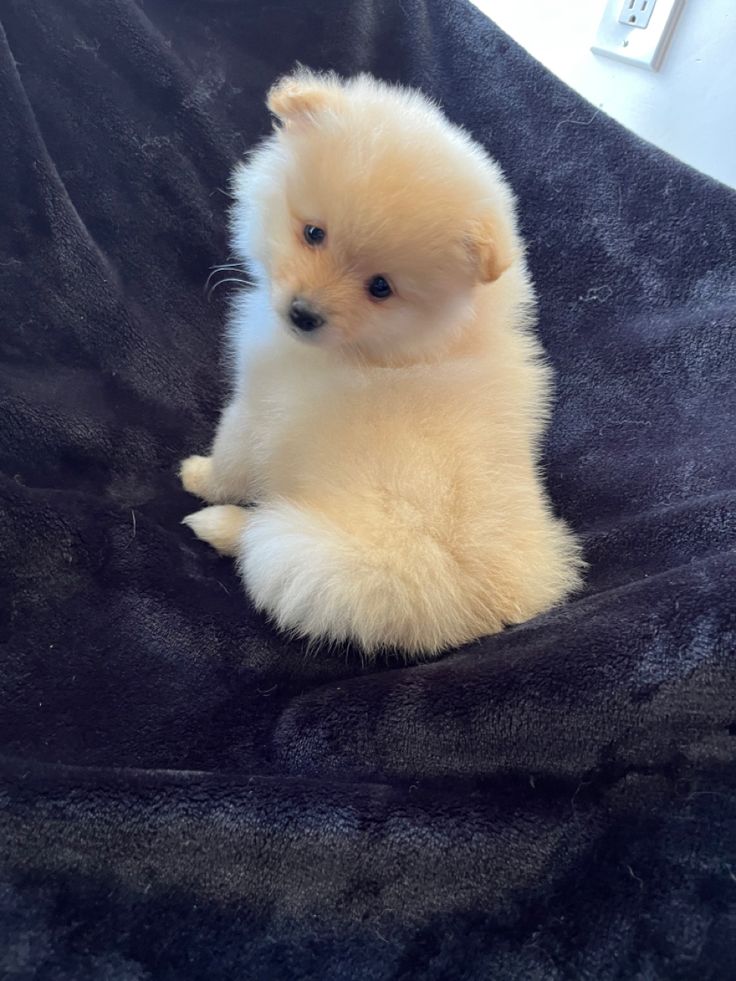 Teacup Pomeranian puppy