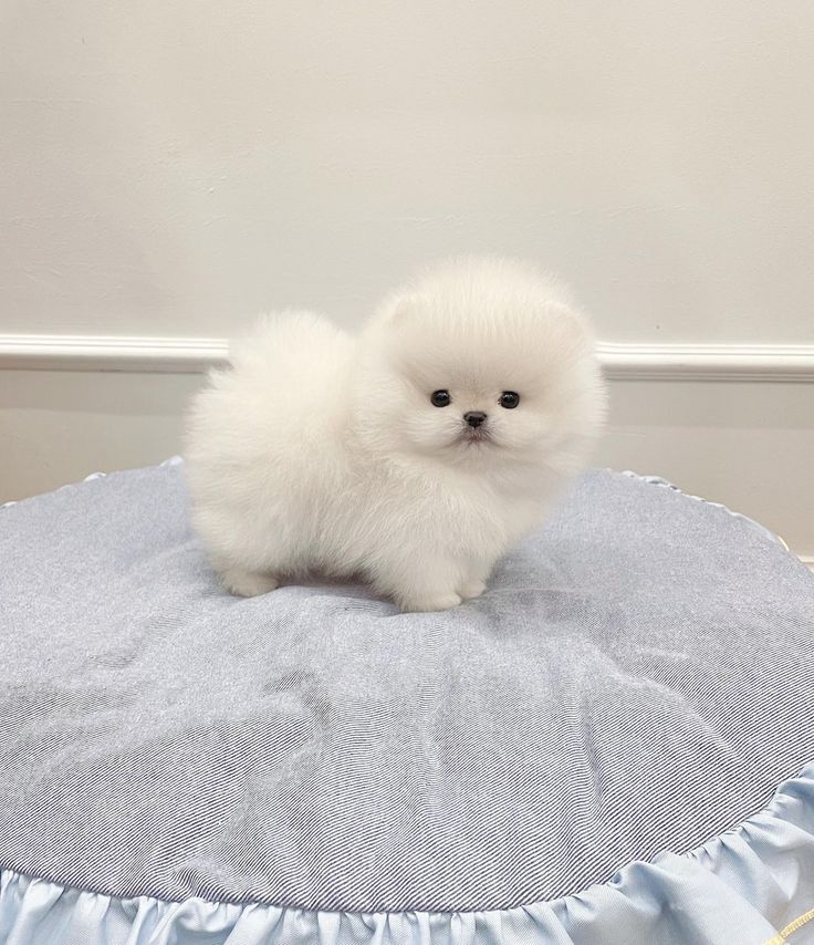 TeaCup Pomeranian