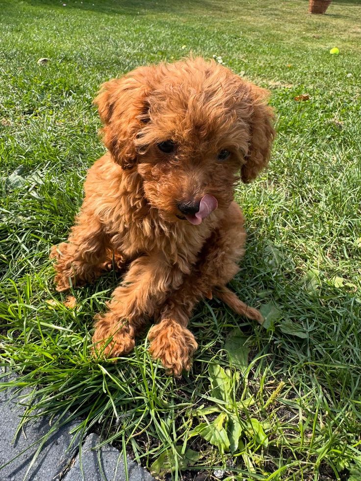 Toy Poodle puppy