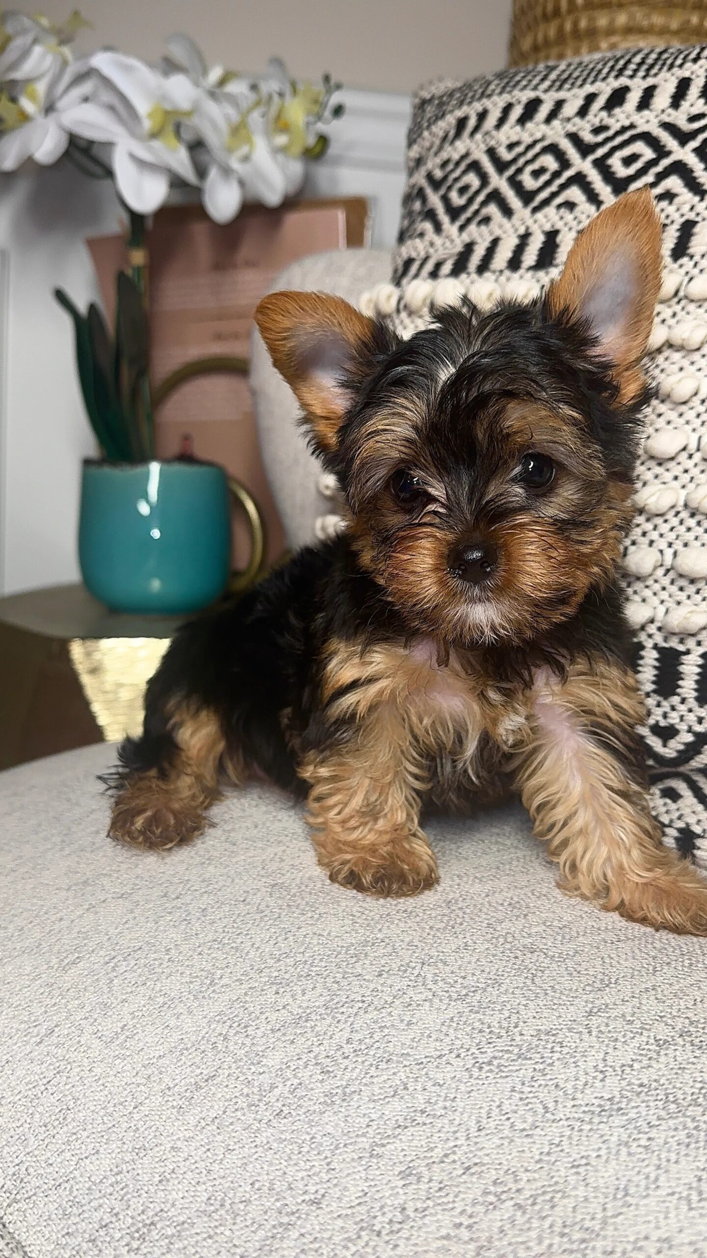 Breeder partner
